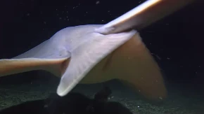 Pojavila se otrovna riba u Grčkoj - vlasti uvele naknadu za ulov 