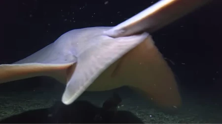 Pojavila se otrovna riba u Grčkoj - vlasti uvele naknadu za ulov 