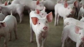 Država pooštrava mere zbog afričke kuge svinja - virus stigao i na veliku farmu, poznati novi podaci