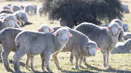  Masovna otpuštanja na pomolu, a stigli novi "radnici" - 100 ovaca dobilo posao
