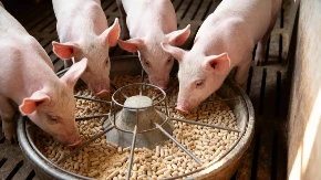 Na snazi su nova ograničenja zbog afričke kuge svinja