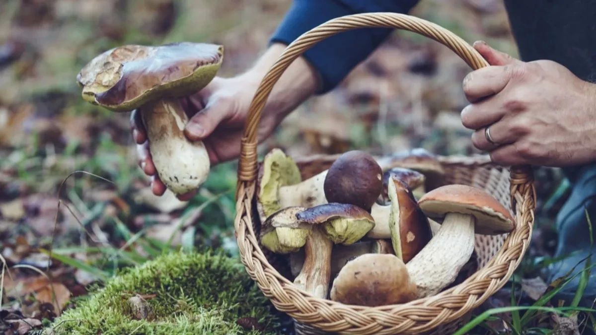 Posao iz garaže ili podruma - šitake pečurka sve traženija, kilogram dostiže i 2.000 dinara