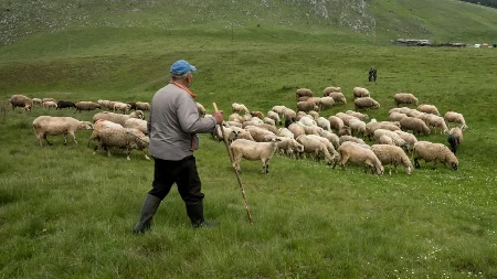 Nema novih potvrda boginja ovaca i koza - oglasio se ministar