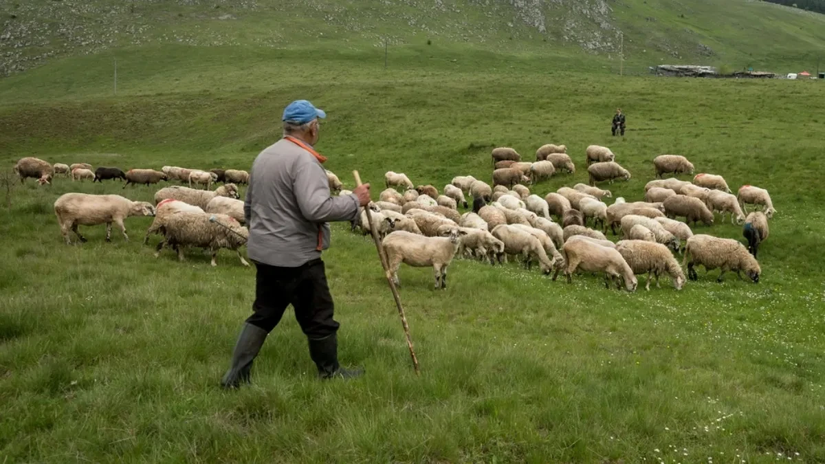 Nema novih potvrda boginja ovaca i koza - oglasio se ministar
