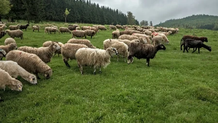 Nema novih slučajeva, ali kontrole traju - šta stočari moraju da znaju o opasnom virusu