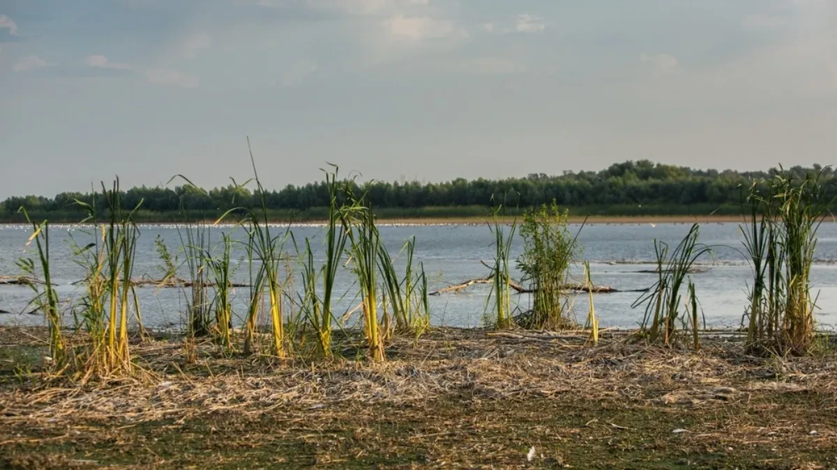 Kanalu DTD preti isušivanje - vodostaj Dunava obara negativne rekorde iz sata u sat