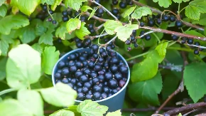 Malo ko ga sadi, a kilogram ide i do 12 evra - voće koje je otporno na bolesti postalo je pravi hit
