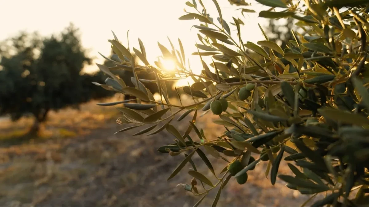 Mediteranu stigla konkurencija - zemlja kiše i magle uzgaja masline