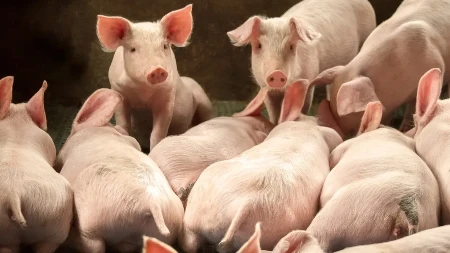 Stočari trljaju ruke, a neki gube zaradu - objavljene nove cene na stočnim pijacama