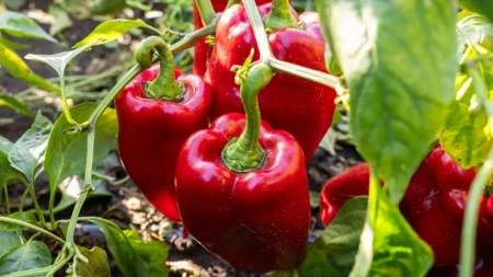 Sezona pripreme ajvara je sve bliža - velike razlike u ceni paprike širom Srbije