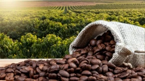 Loše vesti sa plantaža kafe - u Brazilu 20 odsto roda uništilo nevreme 