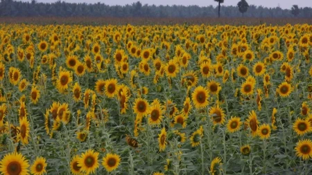 Ratari u neizvesnosti - cena suncokreta oko 55 dinara, šljive 19 
