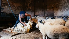Ostavio život u Nemačkoj i vratio se na selo - danas sa 110 ovaca gradi posao za celu porodicu