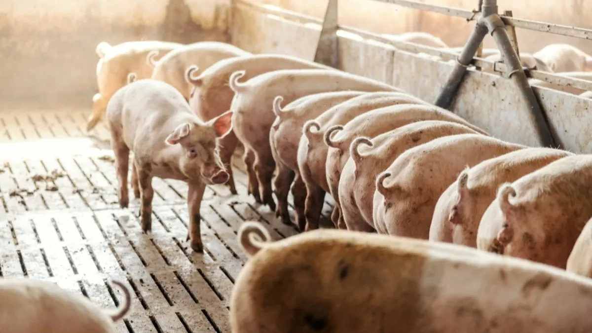 Nije svuda ista cena - bikovi idu do 445, prasad do 350, a jagnjad 500 dinara