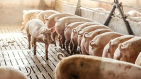 Nije svuda ista cena - bikovi idu do 445, prasad do 350, a jagnjad 500 dinara