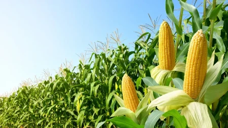 Kukuruz u problemu zbog suše - bez kiše usevi u Šumadiji mogu završiti sezonu čak 2 meseca ranije