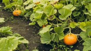 Čovek je uspeo da uzgoji rekorderku, bundevu tešku više od 500 kilograma