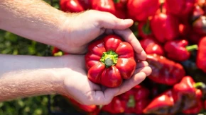 Cena paprike je od 150 dinara - počinje sezona ajvara i ljutenice