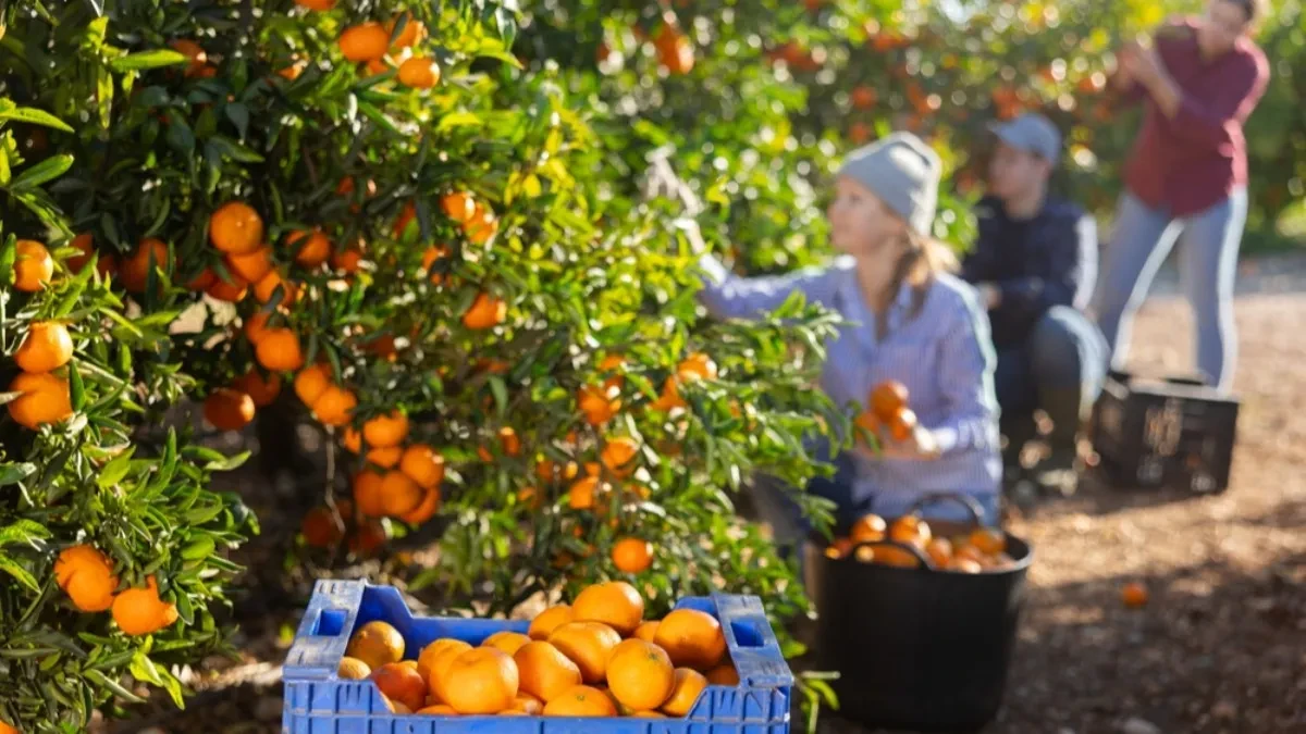 Počela trka za radnicima - za branje mandarina dnevnica 50 evra, evo šta još nude poslodavci