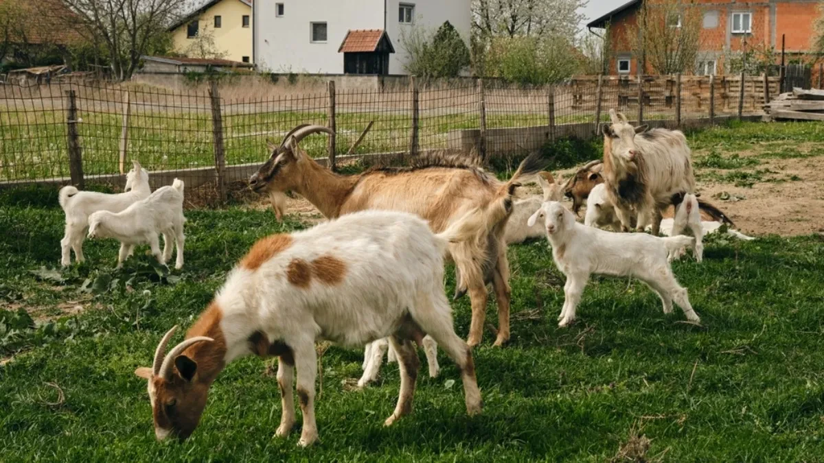 Koze postaju ozbiljan biznis