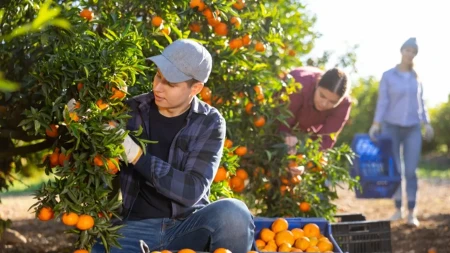 Beračima mandarina 60 evra dnevnica, a još 20 za gorivo - proizvođač otkrio gde je računica