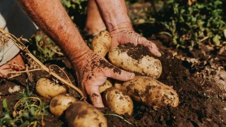 Evropi preti nestašica krompira - cena skočila sa 30 na 250 evra, šta čeka Srbiju