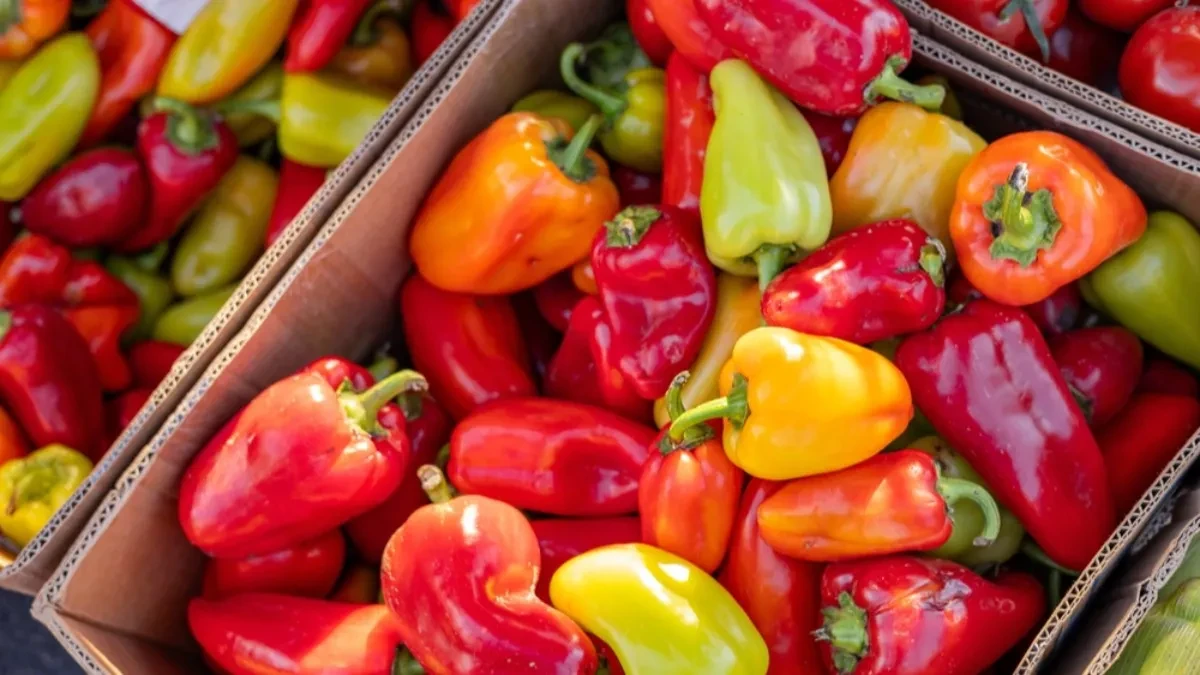 Kupili 49 kilograma paprika za ajvar, tek kad su stigli kući, shvatili su podvalu