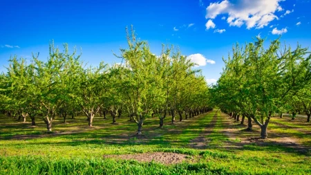 Klimatske promene menjaju voćnjake u Srbiji - jedno "egzotično" voće sve bolje uspeva zbog toplijih zima
