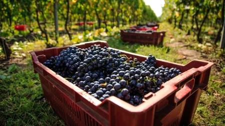 Šta zaista pijemo kada kupimo "organsko vino"? Vinar otkriva šta se sve sme dodati