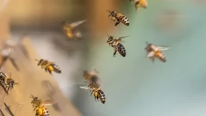 Zima samo što nije stigla, a pčelari sada imaju važan zadatak - šta treba proveriti u košnicama