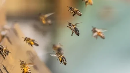 Zima samo što nije stigla, a pčelari sada imaju važan zadatak - šta treba proveriti u košnicama
