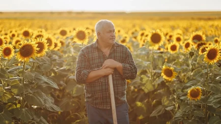 Može da se zaradi, ali ima caka - jedan hektar suncokreta traži ozbiljno ulaganje