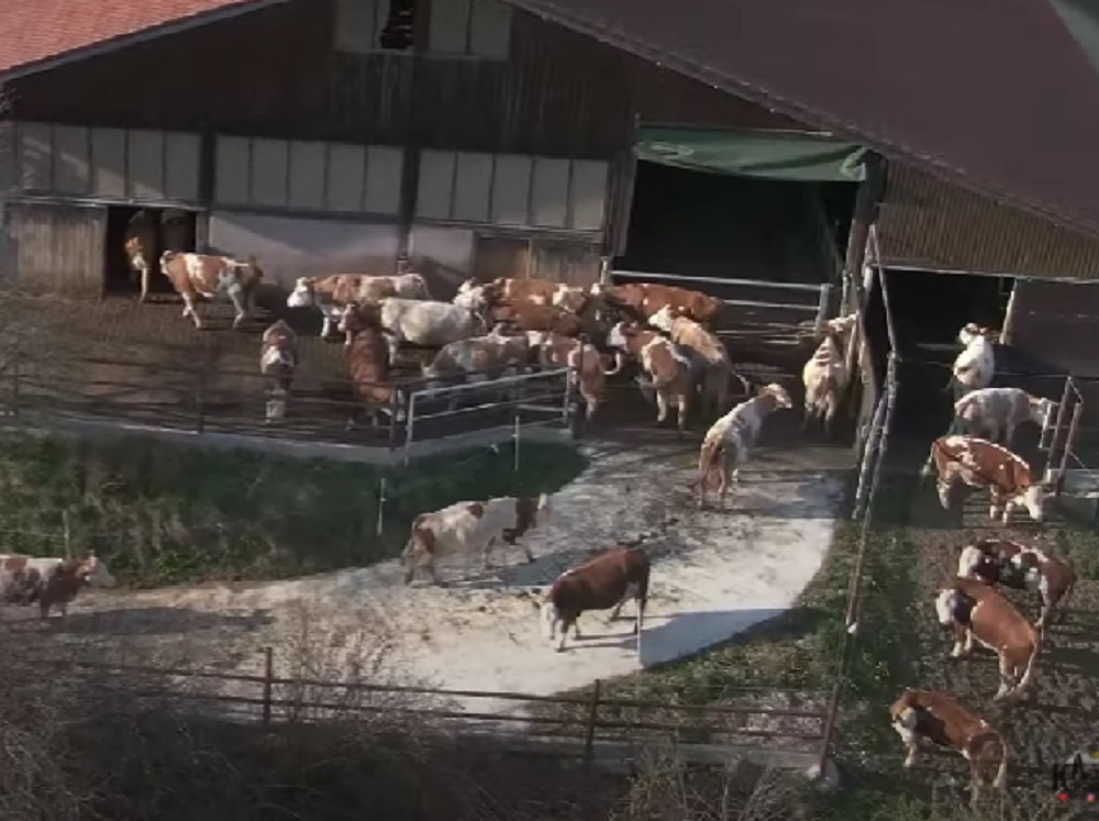 ŠPANIJA UVODI VIDEO-NADZOR U KLANICAMA Radi se na sprečavanju zlostavljanja životinja i garanciji sigurnosti hrane