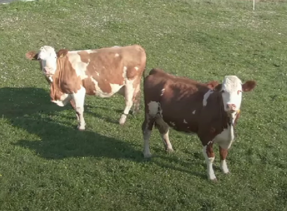 LETEĆI ČOBANIN Ovako izgleda kad dron uteruje krave u štalu