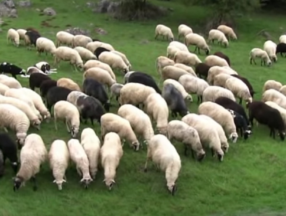 VLADA ODLUČILA, A FARMERI SE POBUNILI Novi Zeland uvodi porez na krave i ovce zbog emisije gasova