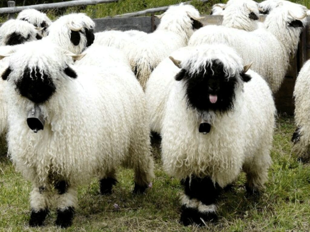 CENA ŽENKE IDE I DO 25.000 EVRA Posebna vrsta ovce uzgaja se na samo jednom mestu, a celo stado vam može doneti bogatstvo