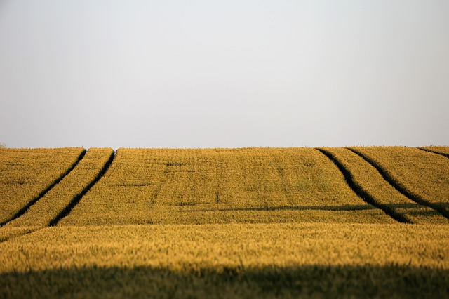 STANJE SA PRODUKTNE BERZE Rast cena kukuruza, pad cene ječma, pšenica i soja za sad stabilna