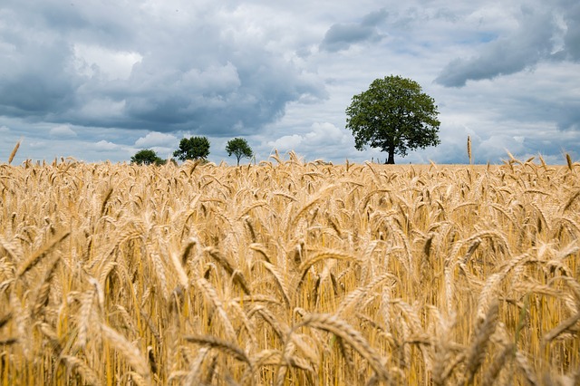 OD NOVOG SADA DO ČIKAGA Cena pšenice konstantno raste, a u ovom gradu čak i do 70 odsto