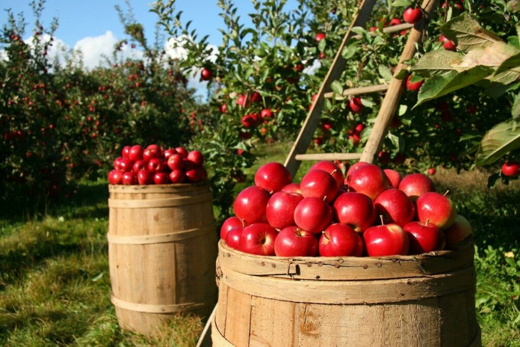 TRAŽI SE ZAMENA ZA RUSKO TRŽIŠTE Srpski proizvođači jabuka robu šalju u Indiju