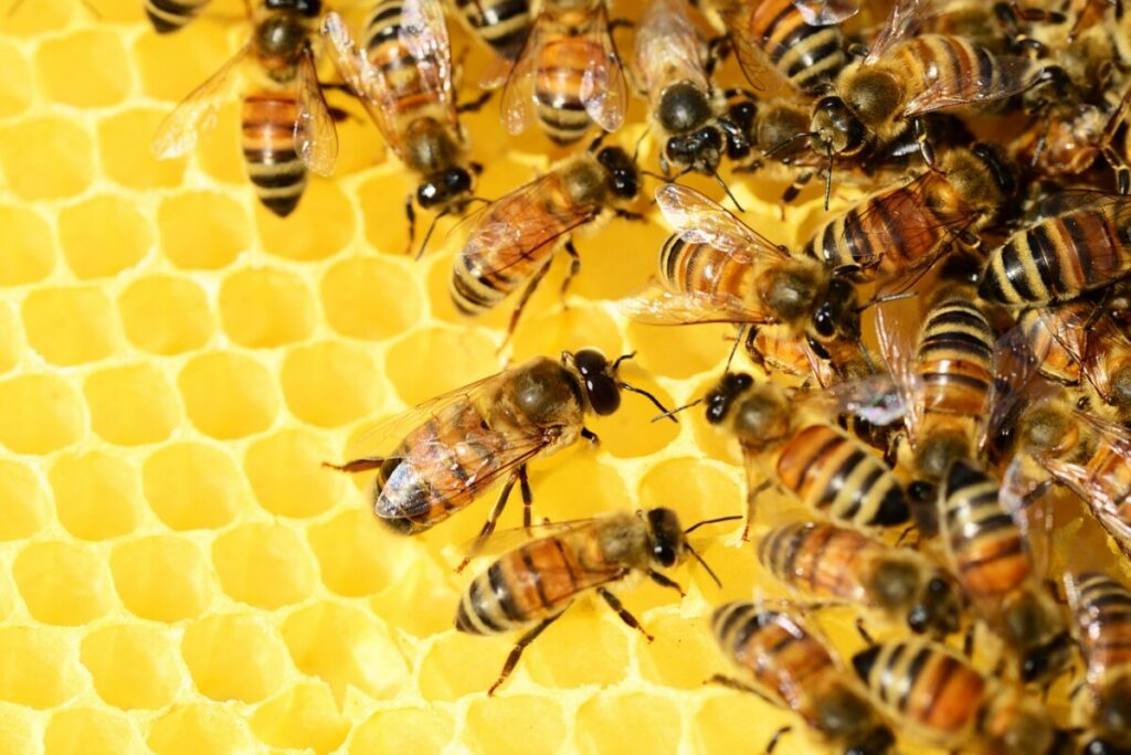 DRŽAVA DAJE SUBVENCIJE ZA PČELARE Podnošenje zahteva je upravo počelo, a evo koliko se dobija po košnici