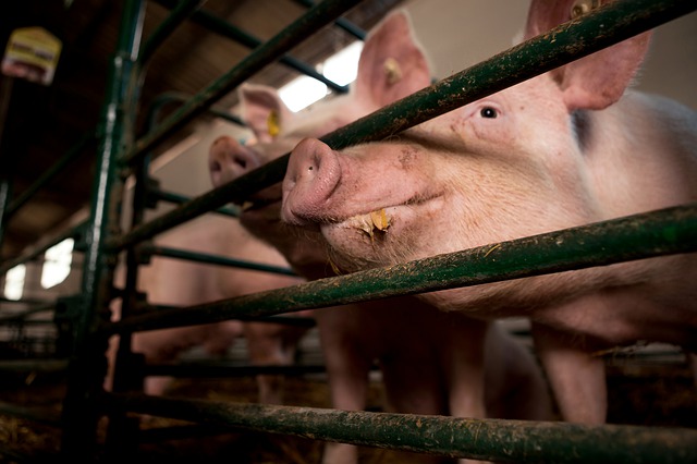 DRŽAVA DAJE NOVČANU NADOKNADU Svaki kilogram eutanaziranih svinja biće isplaćen po tržišnoj ceni