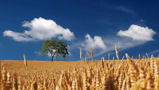 MOŽE UTICATI I NA NAŠE TRŽIŠTE Dogovor Ukrajine i Rusije može dovesti do pada cene žitarica