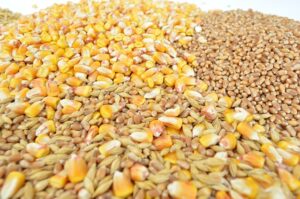 STANJE NA PRODUKTNOJ BERZI Pad cena kukuruza, pšenice, soje i uljane repice