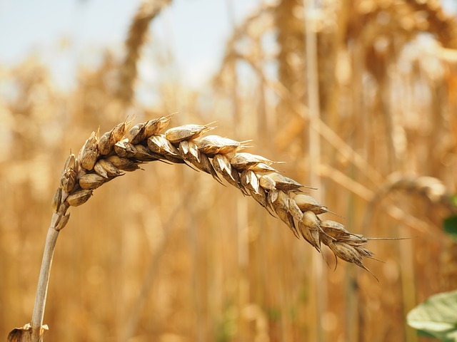 ŽUTA RĐA HARA U BOSNI I HERCEGOVINI Pokosila je pšenicu, kiša je samo pogoršala situaciju