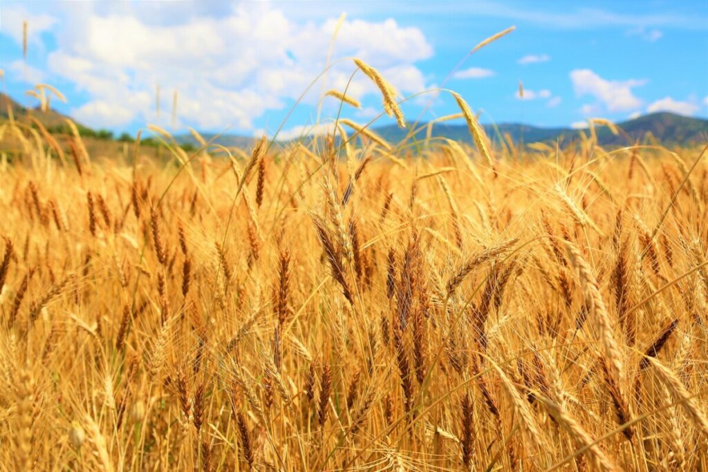 SRBIJA NEĆE BITI GLADNA Imamo dovoljno pšenice, čak i za izvoz