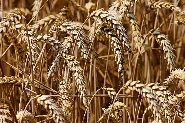 SKORO DUPLO SKUPLJA OD POČETKA GODINE Drastičan porast cena pšenice na svetskom tržištu
