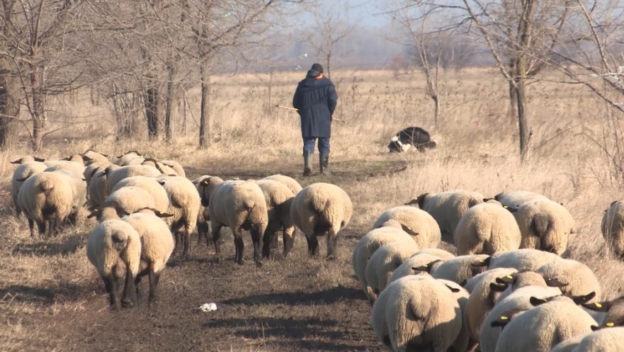 BRITANSKA OVCA GAJI SE U SRCU SRBIJE Usred Bačke, Engleskinje uzgajaju specijalne safolk ovce