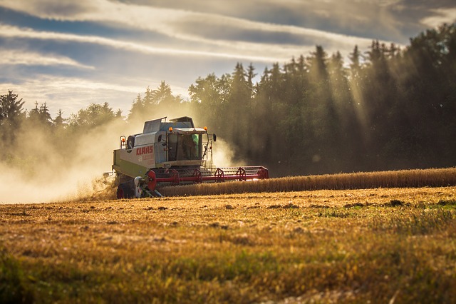 NAŠE ZRNO ZLATA VREDI Evropa ne bira sredstva da dođe do naše pšenice