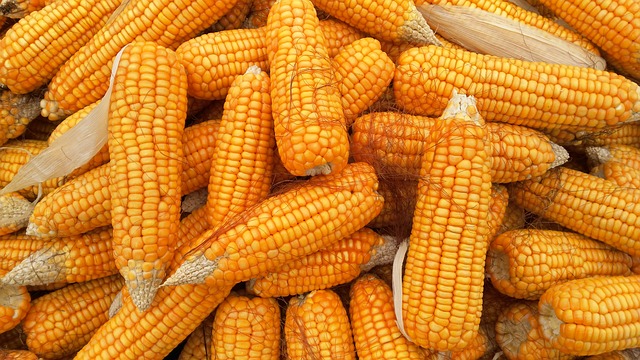 STIGAO JE NEDELJNI IZVEŠTAJ Desio se rast cena kukuruza i pšenice na Produktnoj berzi