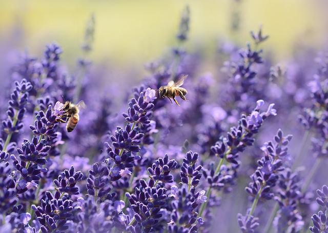 I U SRBIJI JE BILO INCIDENATA Nedavno se dogodio veliki pomor pčela u Hrvatskoj – da li ista sudbina čeka i naše košnice?